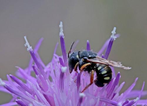 Pseudoanthidium nanum